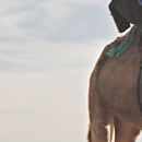 M&#039;hamid El Ghizlane, De Mhamid El Ghizlane au Niger, une Caravane culturelle pour la paix et la tolérance, Mustapha Elouizi, Libération