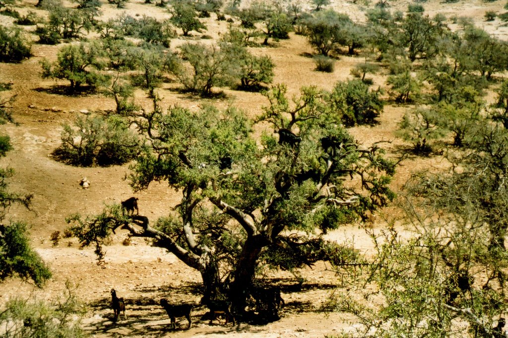 Maroko, stado kóz na drzewie arganiowym